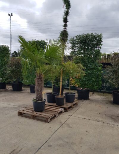 5196dcba 692f 4fcf A925 4462c497c350