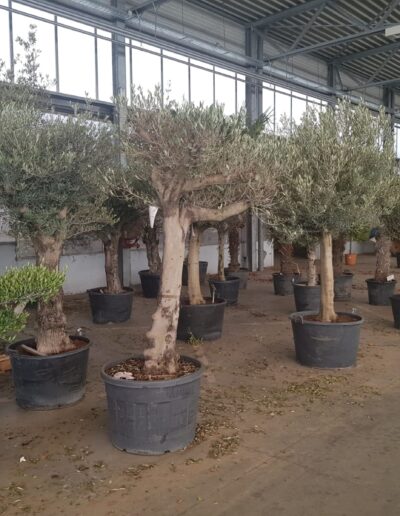 F100c443 8fd5 4377 88e3 9b23d937112e